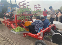 高密度人工投苗移栽機